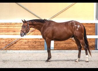 Appaloosa valášek - 2