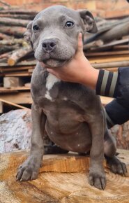 American bully XL - 2