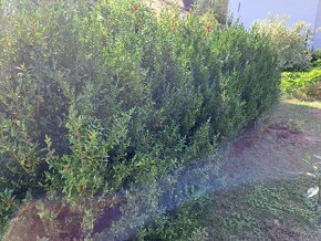 Buxus cca okoli 10 ks vhodne solo i do rostleho plotu - 2