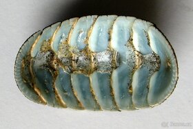 Chiton - chroustnaka - 2