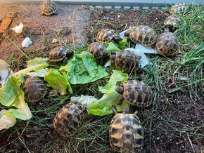 Želva zelenavá - Testudo hermanni - 2