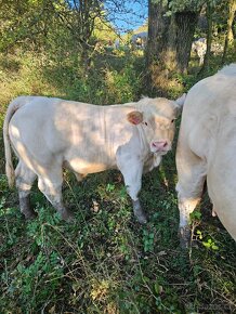 Charolais - 2