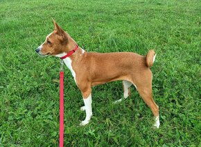 Basenji - prodám fenku bez pp - 2