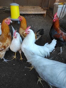 Kohouti Šumavanka, Marans, Leghorn - 2