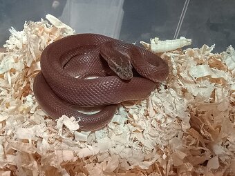 Boaedon fuliginosus -red Kenya het albino. - 2