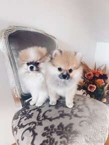 Pomeranian mini - 2