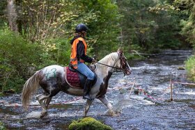 Nadějný pony do sportu/ luxusní hobby - 2