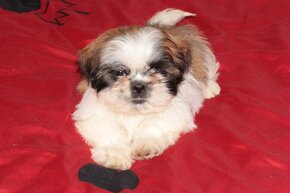 Shih-tzu, Shih tzu, si cu bez pp - 2