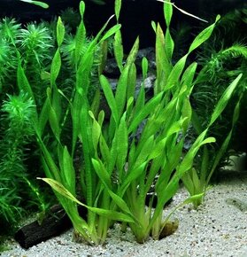 Akvarijni rostlinka - Vallisneria Torta - 2