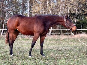 Klisna american quarter horse - 2