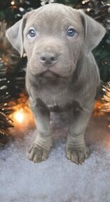 American Bully XL Angie - 2