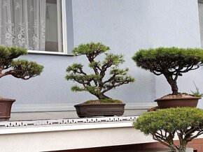 Borovice lesní (Pinus sylvestris) bonsai - 2