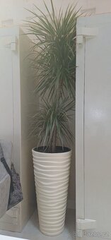 2x Dracéna a 1x Zamioculcas - 2