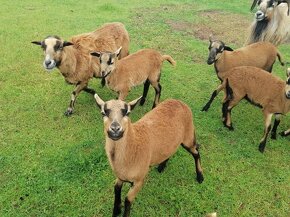 Kamerunská ovce - 2x beránek, 2x jehnička - 2