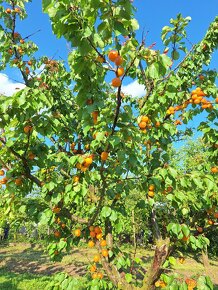 Meruňky z vlastního sadu odrůda Velkopavlovická - 2