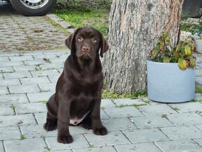 Labrador, labradorský retrívr, retriever - 2