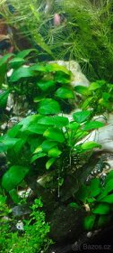 Anubias zakrslý - Anubias barteri var. nana - 2