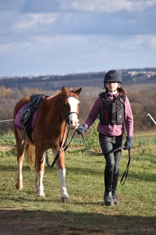 Welsh pony do sportu - 2