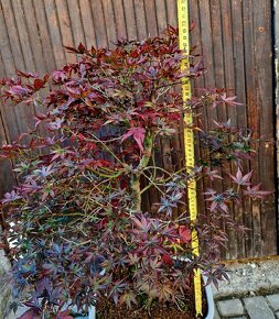 Bonsai, Bonsaj - Acer palmatum 1 - 2