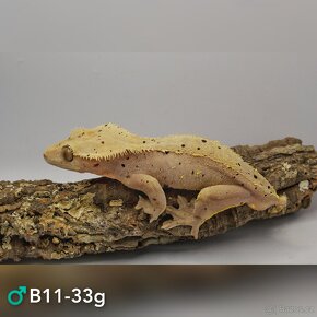 4.0 C. Ciliatus - adult - 2