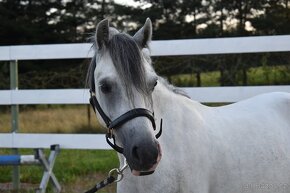 Valach Welsh Mountain Pony - 2