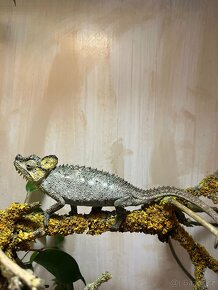Chameleon Trioceros Hoehnelii - 2