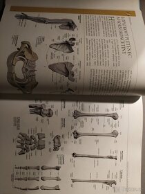 Anatomie - 2