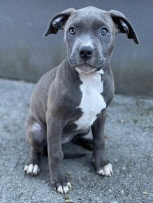 American bully s PP - 2