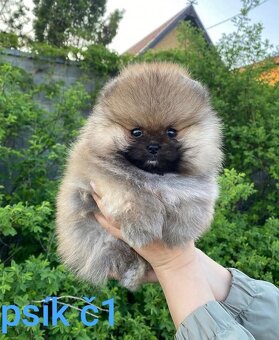 Pomeranian mini Boo - 2