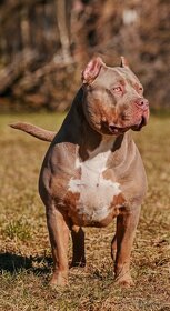 American bully - 2