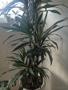 Dracena trojkmen v květináči Lechuza - 2