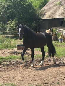 Welsh part bred, dvouletý hřebeček - 2