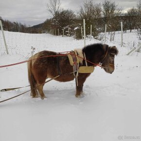 Pony kobylka - 2