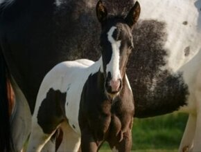 Paint Horse klisnička, homozygot,7 panel NN - 2