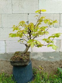 Bonsai - Buk lesní - 2