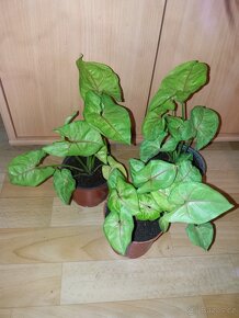 Syngonium pokojovky - 2