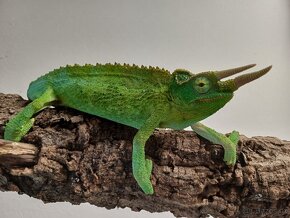 Chameleon jacksonův - 2