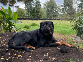 Rotvajler / Rottweiler Andy hledá domov - 2