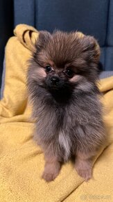 Štěně špic x pomeranian - 2