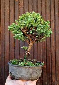 Bonsai, Bonsaj - Cyprisek hraxhonosny 1 - 2