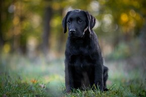 Štěňátka Labrador s PP - fenky i pejsci - 2