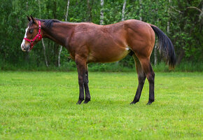 QH hřebec s výjimečným původem a zbarvením -reining,cowhorse - 2