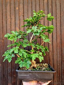 Bonsai, Bonsaj - Javor Babyka 1 - 2