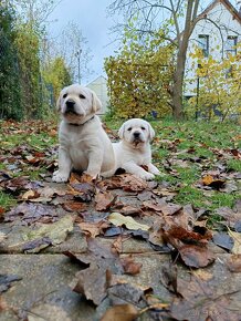 Labradorský retrivr s PP, labrador - 2