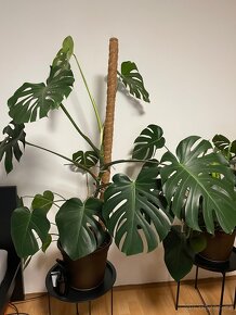 Monstera deliciosa - 2