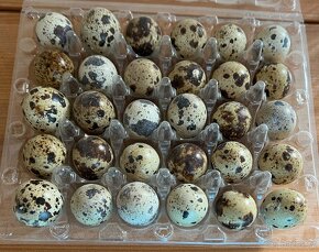 Nasadová vejce křepelky Anglicka bila - 2
