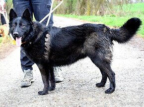 LA KALIBRA K ADOPCI - 2 ROKY, VDĚČNÁ, HODNÁ,PŘÍTULNÁ - 2