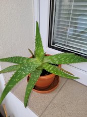 Aloe - 2