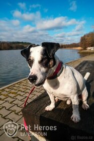 Chandler ❤ malý jack russell paličák ❤ - 2