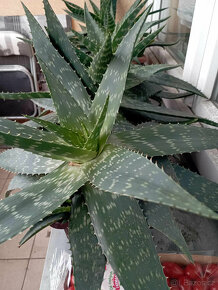 aloe vera - 2